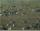 G�nse vor der Haust�r